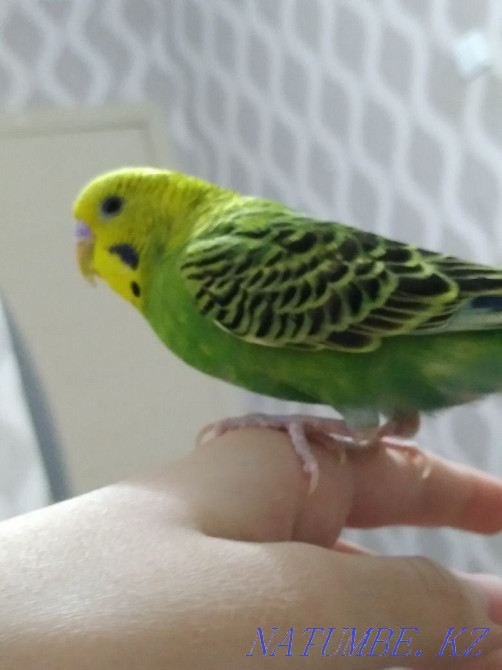 Волнистый попугай Костанай - изображение 1