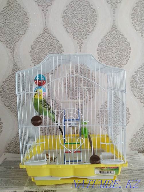 Волнистый попугай Костанай - изображение 2