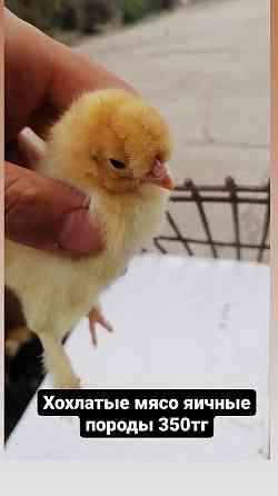 Продам пародистых цыплят голошеек и хохлатых вывод-31мая Талас