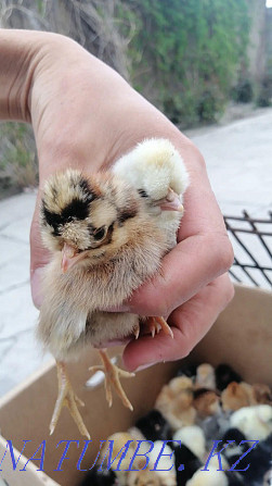 Продам пародистых цыплят голошеек и хохлатых вывод-31мая Талас - изображение 7