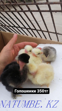 Продам пародистых цыплят голошеек и хохлатых вывод-31мая Талас - изображение 1