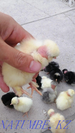 Продам пародистых цыплят голошеек и хохлатых вывод-31мая Талас - изображение 2