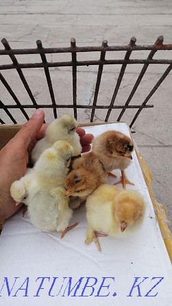 Продам пародистых цыплят голошеек и хохлатых вывод-31мая Талас - изображение 5