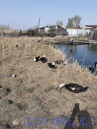 Індавуткі, індаўтакі, яйка індауціннае Петропавловск - photo 2