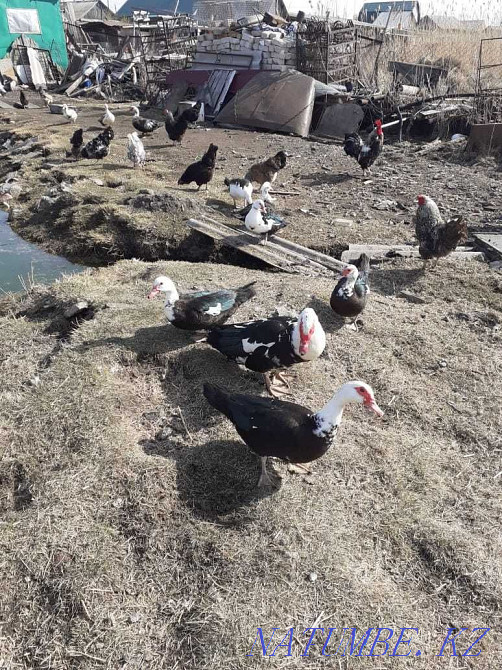 Индоутки, индоутаки, яйцо индоутинное Петропавловск - изображение 1