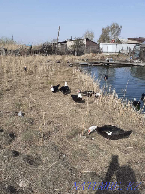 Индоутки, индоутаки, яйцо индоутинное Петропавловск - изображение 2