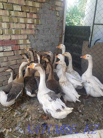 Domestic geese gray white  - photo 1