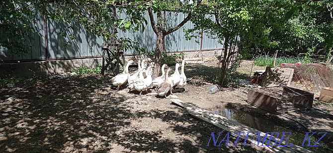 Domestic geese gray white  - photo 3