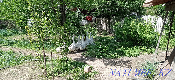 Domestic geese gray white  - photo 4