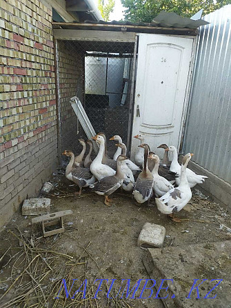 Domestic geese gray white  - photo 2