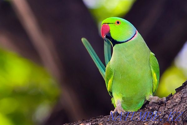 Parrots of large species in installments Ust-Kamenogorsk - photo 1