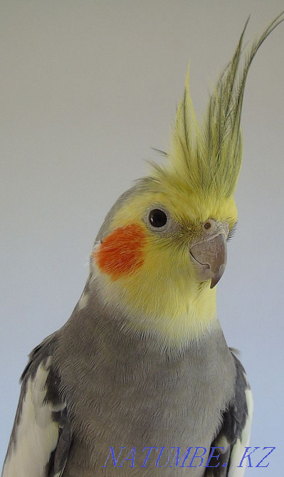 Карелла тотысының балапаны  Өскемен - изображение 1