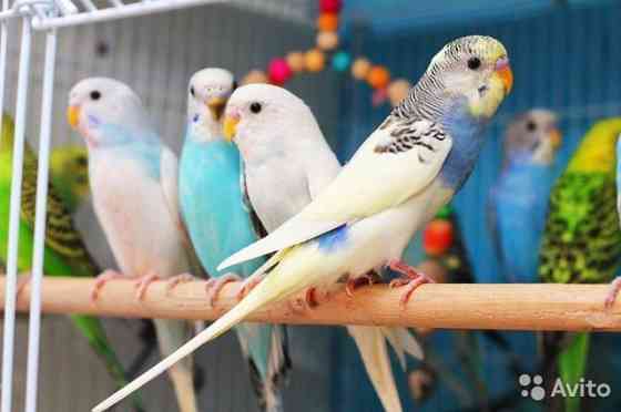 Разные виды попугаев  Өскемен