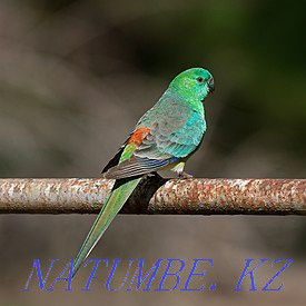 Different types of parrots Ust-Kamenogorsk - photo 3