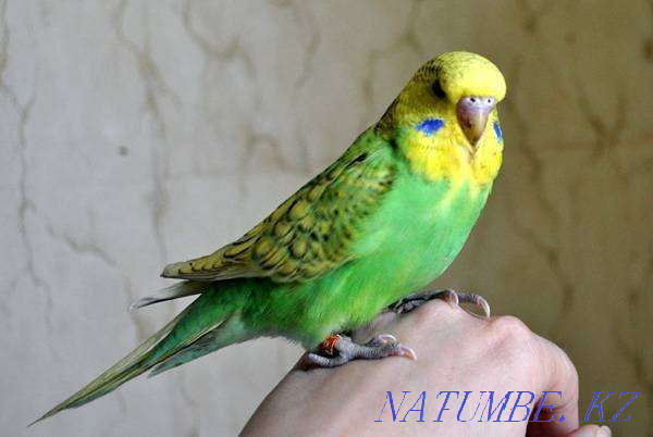 Different types of parrots Ust-Kamenogorsk - photo 1