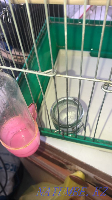 Boo parrot cage Almaty - photo 3
