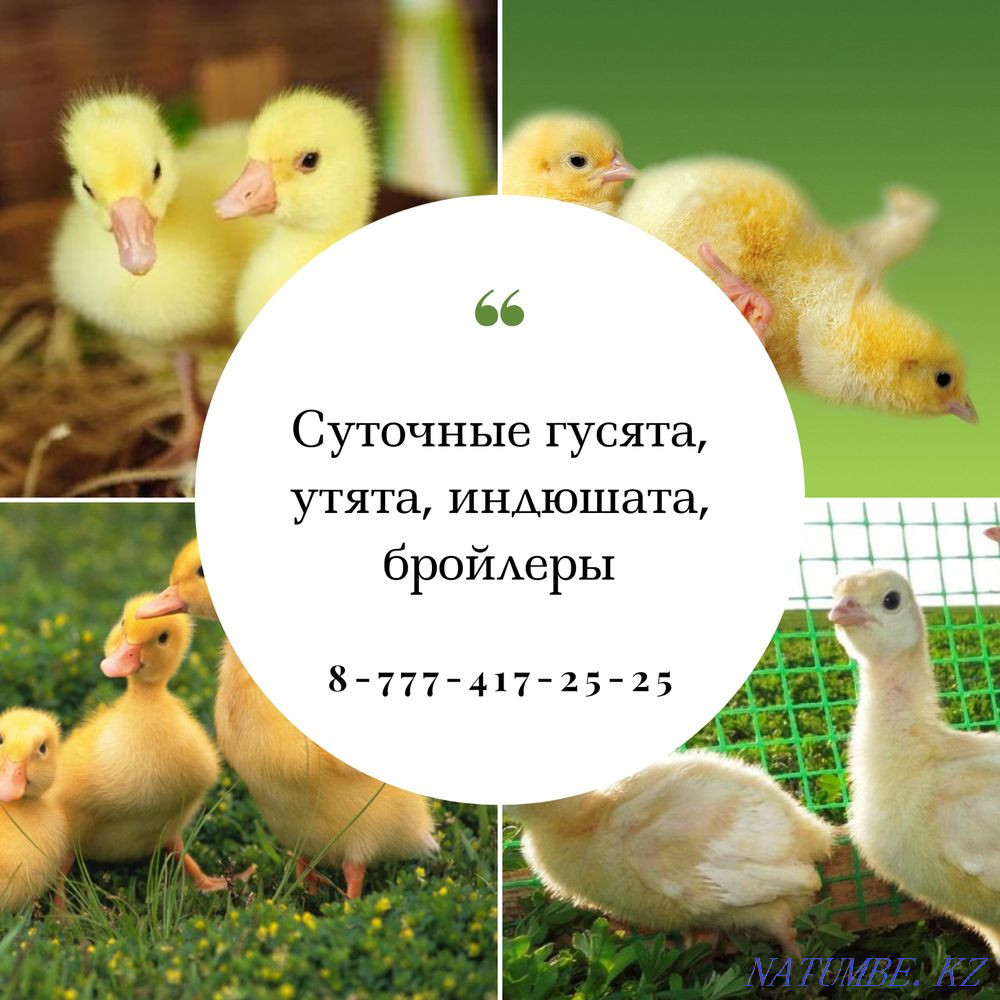 Линда Оптом суточная Кокшетау - изображение 1