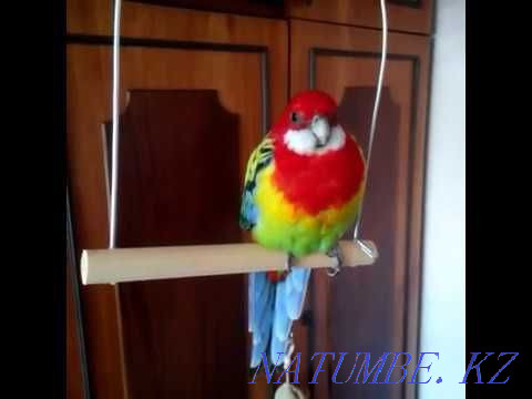 розелла  Өскемен - изображение 3