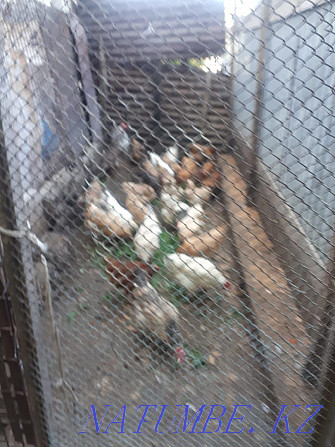 Sell domestic chickens  - photo 7