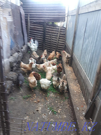 Sell domestic chickens  - photo 4