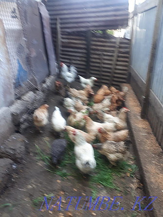 Sell domestic chickens  - photo 1