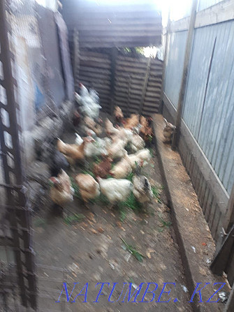 Sell domestic chickens  - photo 6