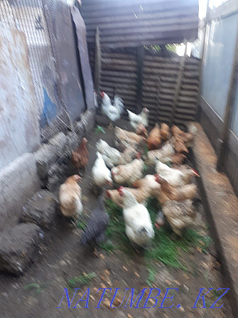 Sell domestic chickens  - photo 2