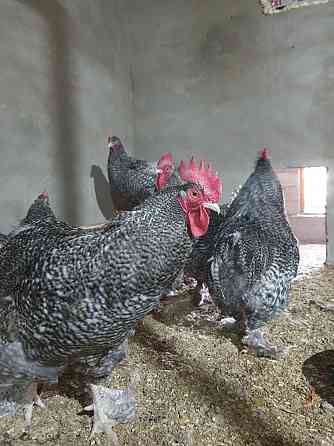 Инкубационное яйцо цыплята Мехеленская кукушка  Алматы