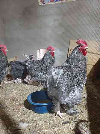Инкубационное яйцо цыплята Мехеленская кукушка  Алматы
