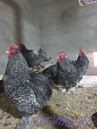 Инкубационное яйцо цыплята Мехеленская кукушка Алматы - изображение 1