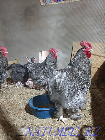 Инкубационное яйцо цыплята Мехеленская кукушка Алматы - изображение 2