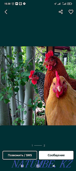 Петухов продам на лечения Алматы - изображение 1