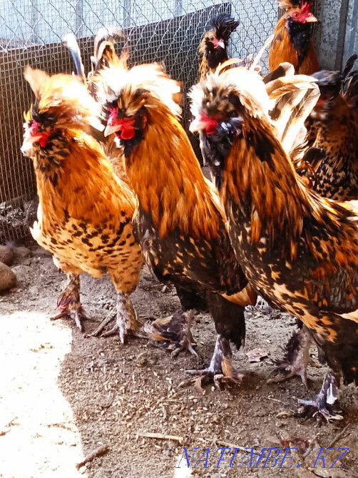 Павловское золото цыплята  - изображение 3