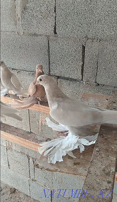 Птица с игрой гребляй Алматы - изображение 6