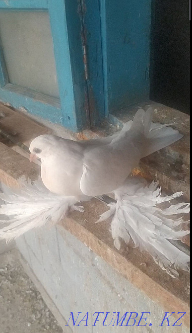 Птица с игрой гребляй Алматы - изображение 1