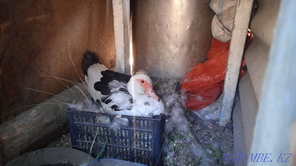 Selling Indian!! Semey - photo 1