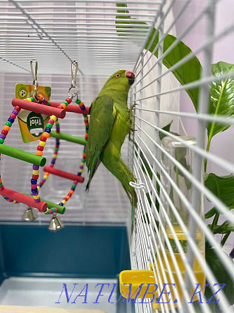 Cramer's necklace parrot Байтерек - photo 2