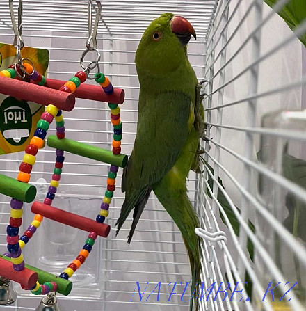 Cramer's necklace parrot Байтерек - photo 5