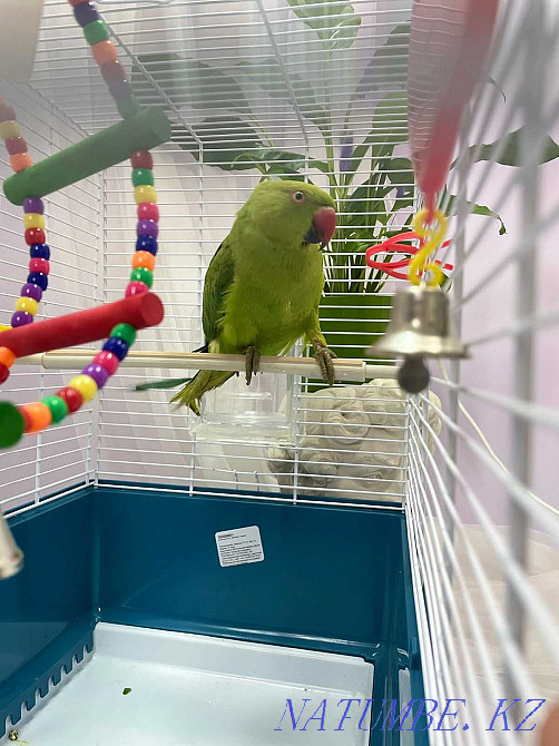 Ожереловый попугай Крамера Байтерек - изображение 4