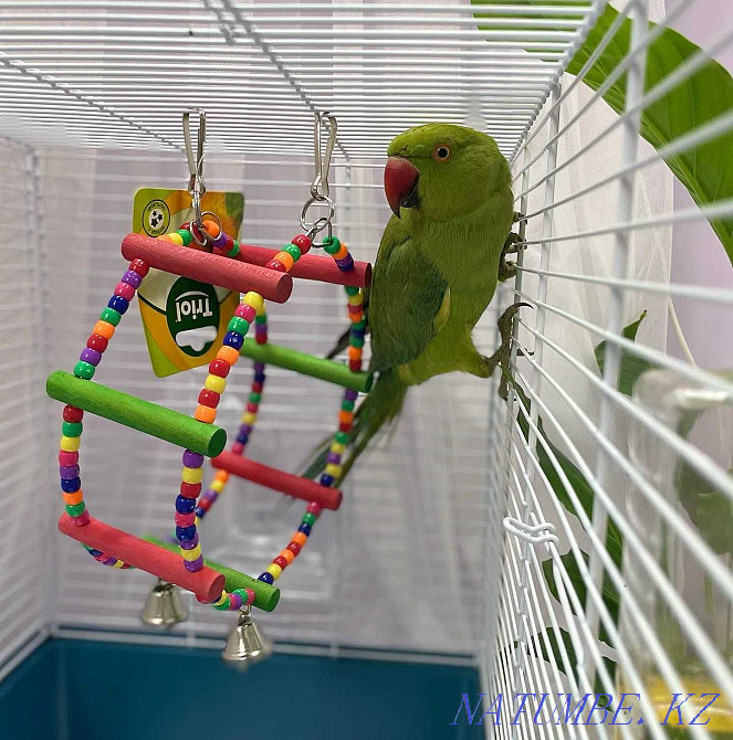 Ожереловый попугай Крамера Байтерек - изображение 1