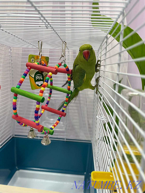 Ожереловый попугай Крамера Байтерек - изображение 3