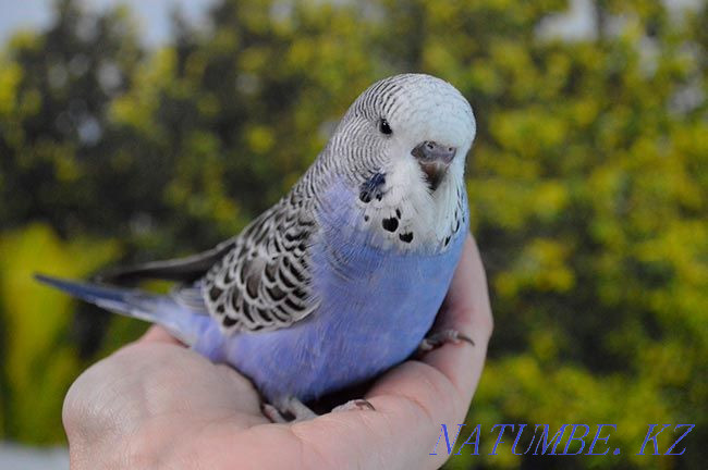 Буджер  - изображение 1