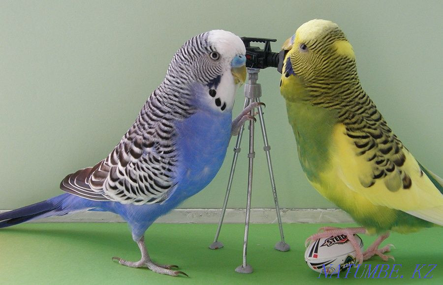 Буджер  - изображение 2