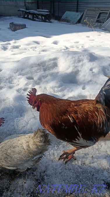 Ақ жұмыртқалайтын тауықтар мен әтеш сатамыз  - изображение 2