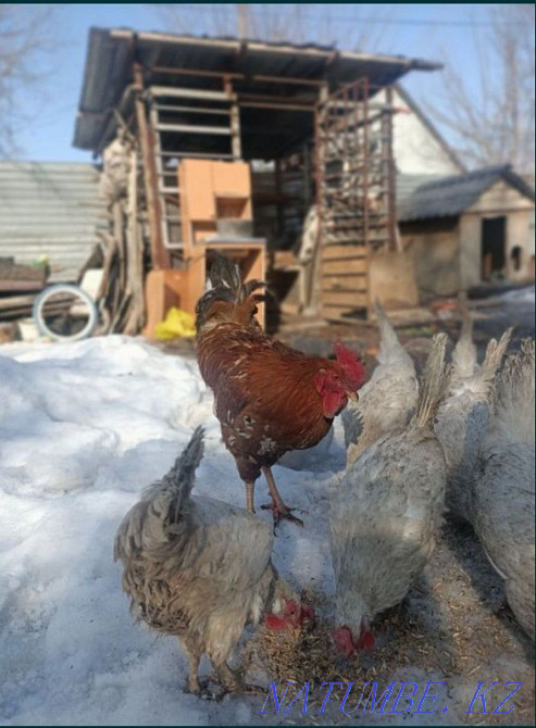 Ақ жұмыртқалайтын тауықтар мен әтеш сатамыз  - изображение 3