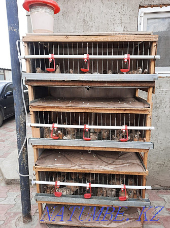 I will sell quails Atyrau - photo 1