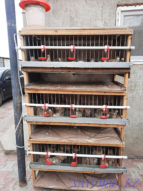 I will sell quails Atyrau - photo 1
