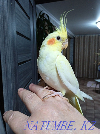 Selling parrot chicks  - photo 7