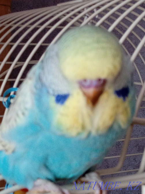 Продам птенцов попугаев разных видов  - изображение 3