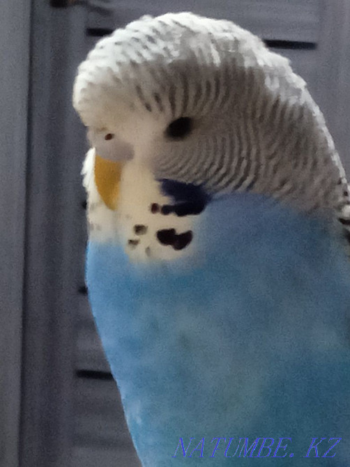 Продам птенцов попугаев разных видов  - изображение 1